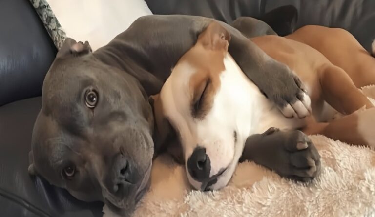 Restava spesso da solo, con la testa bassa. L’arrivo di un’altra cagnolina ha cambiato completamente le sue giornate. Per molto tempo questo pitbull è rimasto ai margini. Chi lo conosce racconta che veniva giudicato soprattutto per il suo aspetto. Qualcuno lo definiva persino “brutto”, e lui trascorreva gran parte delle giornate da solo, con la testa bassa e la coda quasi sempre immobile. Sembrava aver perso ogni voglia di interagire. Poi, nella stessa casa, è arrivata Penny. Quando è stata adottata, nessuno immaginava quale rapporto sarebbe nato tra i due. Eppure, fin dal primo incontro, qualcosa è cambiato. Penny ha iniziato subito a cercare la sua compagnia. Poco importava l’aspetto dell’altro cane: voleva giocare, stare vicino a lui e condividere le giornate. Da allora sono diventati inseparabili. Corrono insieme dietro alle palline, si riposano uno accanto all’altra e trascorrono gran parte del tempo nella stessa stanza. Il pitbull che prima restava spesso solo ha ricominciato a mostrare energia e partecipazione. Per la famiglia, osservare questa trasformazione è stato uno dei cambiamenti più evidenti. Penny non ha cancellato il passato, ma ha dato al suo nuovo compagno qualcosa che gli era mancato a lungo: una presenza costante accanto.