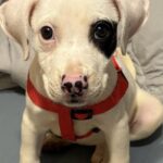 Una cagnolina nascosta nel parcheggio trova una famiglia quasi per caso