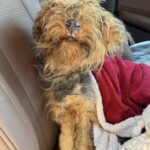 Pesa solo due chili e vaga da sola: una cagnolina trova finalmente aiuto