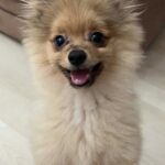 Il piccolo cane continuava a tremare anche quando tutto era già finito