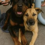 Li trovano incatenati e affamati: i due cani continuavano a stringersi l’uno all’altro