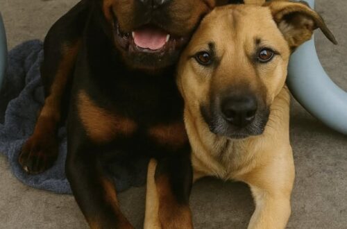 Un Rottweiler e un piccolo meticcio erano sopravvissuti restando sempre vicini. In rifugio, però, sembrava difficile trovare qualcuno disposto ad adottarli insieme.