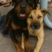 Un Rottweiler e un piccolo meticcio erano sopravvissuti restando sempre vicini. In rifugio, però, sembrava difficile trovare qualcuno disposto ad adottarli insieme.