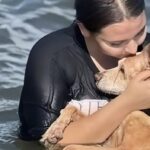 Noa era molto malata: prima dell’addio i volontari realizzano un suo ultimo momento felice, portarla al mare