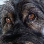 Per otto anni nessuno ha scelto questa cagnolina nera: poi qualcuno ha visto il suo annuncio