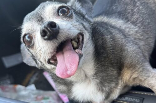 Bolita ha aspettato a lungo in rifugio, poi due settimane fa la sua vita è cambiata Era ormai una cagnolina anziana quando, dopo tanta attesa, qualcuno ha deciso di portarla finalmente a casa. Bolita aveva trascorso una parte importante dei suoi anni in rifugio. Il tempo passava, mentre per lei sembrava non arrivare mai il momento di lasciare quel posto e iniziare una vita diversa. Poi, due settimane fa, qualcosa è cambiato. Bolita è stata adottata e ha finalmente raggiunto quella che oggi è la sua nuova famiglia. L’età non è stata un ostacolo e nemmeno quelle piccole particolarità che inevitabilmente accompagnano un cane anziano. Una volta entrata nella nuova casa, la cagnolina ha mostrato subito il suo carattere. Chi vive con lei racconta di una presenza dolce e molto affettuosa, capace di farsi notare nonostante le sue piccole dimensioni. Adesso Bolita trascorre il tempo tra coperte morbide e momenti accanto alla persona che l’ha accolta. Spesso la segue per casa, cercandone la vicinanza e osservandola con attenzione. È un cambiamento arrivato tardi, ma concreto. Dopo gli anni trascorsi aspettando in rifugio, Bolita non deve più attendere che qualcuno si fermi davanti al suo spazio per scegliere lei. Da circa due settimane ha una casa e una famiglia con cui trascorrere questa nuova fase della sua vita.