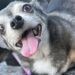 Bolita ha aspettato a lungo in rifugio, poi due settimane fa la sua vita è cambiata Era ormai una cagnolina anziana quando, dopo tanta attesa, qualcuno ha deciso di portarla finalmente a casa. Bolita aveva trascorso una parte importante dei suoi anni in rifugio. Il tempo passava, mentre per lei sembrava non arrivare mai il momento di lasciare quel posto e iniziare una vita diversa. Poi, due settimane fa, qualcosa è cambiato. Bolita è stata adottata e ha finalmente raggiunto quella che oggi è la sua nuova famiglia. L’età non è stata un ostacolo e nemmeno quelle piccole particolarità che inevitabilmente accompagnano un cane anziano. Una volta entrata nella nuova casa, la cagnolina ha mostrato subito il suo carattere. Chi vive con lei racconta di una presenza dolce e molto affettuosa, capace di farsi notare nonostante le sue piccole dimensioni. Adesso Bolita trascorre il tempo tra coperte morbide e momenti accanto alla persona che l’ha accolta. Spesso la segue per casa, cercandone la vicinanza e osservandola con attenzione. È un cambiamento arrivato tardi, ma concreto. Dopo gli anni trascorsi aspettando in rifugio, Bolita non deve più attendere che qualcuno si fermi davanti al suo spazio per scegliere lei. Da circa due settimane ha una casa e una famiglia con cui trascorrere questa nuova fase della sua vita.