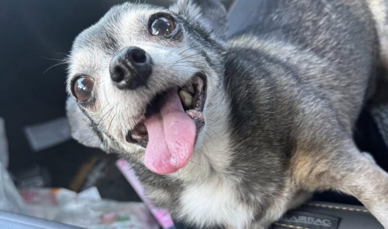 Bolita ha aspettato a lungo in rifugio, poi due settimane fa la sua vita è cambiata Era ormai una cagnolina anziana quando, dopo tanta attesa, qualcuno ha deciso di portarla finalmente a casa. Bolita aveva trascorso una parte importante dei suoi anni in rifugio. Il tempo passava, mentre per lei sembrava non arrivare mai il momento di lasciare quel posto e iniziare una vita diversa. Poi, due settimane fa, qualcosa è cambiato. Bolita è stata adottata e ha finalmente raggiunto quella che oggi è la sua nuova famiglia. L’età non è stata un ostacolo e nemmeno quelle piccole particolarità che inevitabilmente accompagnano un cane anziano. Una volta entrata nella nuova casa, la cagnolina ha mostrato subito il suo carattere. Chi vive con lei racconta di una presenza dolce e molto affettuosa, capace di farsi notare nonostante le sue piccole dimensioni. Adesso Bolita trascorre il tempo tra coperte morbide e momenti accanto alla persona che l’ha accolta. Spesso la segue per casa, cercandone la vicinanza e osservandola con attenzione. È un cambiamento arrivato tardi, ma concreto. Dopo gli anni trascorsi aspettando in rifugio, Bolita non deve più attendere che qualcuno si fermi davanti al suo spazio per scegliere lei. Da circa due settimane ha una casa e una famiglia con cui trascorrere questa nuova fase della sua vita.
