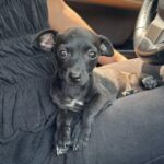 Un musino spunta da sotto un’auto: poche ore dopo quella cucciola ha già una casa
