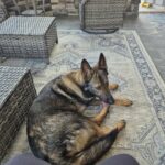 Una cagnolona compare senza collare in una fattoria: pochi giorni dopo ha già un nome