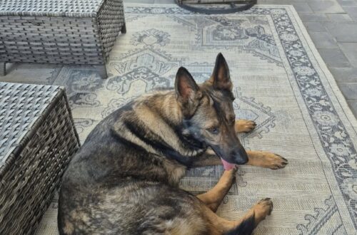 Una cagnolona compare senza collare in una fattoria: pochi giorni dopo ha già un nome Era ansiosa, diffidente e senza alcun riferimento. Dopo le ricerche tra gli annunci locali, quella presenza inattesa potrebbe diventare famiglia. È comparsa all’improvviso nella proprietà di una fattoria di campagna, senza collare e senza nessuno accanto. La cagnolona si mostrava molto ansiosa e prudente, ma allo stesso tempo sorprendentemente dolce. Chi vive nella fattoria ha subito pensato alla possibilità di un abbandono: anche i tre gatti di casa, infatti, erano arrivati lì dopo essere stati lasciati da qualcuno. Prima di considerarla davvero una nuova componente della famiglia, però, sono iniziate le verifiche. Sono stati controllati i gruppi Facebook locali e altri siti dedicati agli animali smarriti, nel tentativo di capire se qualcuno la stesse cercando. Finora, secondo il racconto, non è emerso nulla. Il passo successivo sarà il veterinario, per verificare la presenza di un microchip e controllare le sue condizioni di salute. L’età stimata è di circa tre anni. Per chi l’ha accolta si tratta di una situazione nuova: non aveva più avuto un cane da molti anni e non aveva mai dovuto gestire l’arrivo di un animale adulto sconosciuto. Eppure, nel giro di pochi giorni, quella grande cagnolona è già riuscita a farsi spazio. Ha anche ricevuto un nome: Fable. Per ora resta una presenza arrivata dal nulla, in attesa che la visita veterinaria chiarisca se abbia già una famiglia da qualche parte oppure se quella fattoria sarà davvero la sua nuova casa.