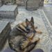 Una cagnolona compare senza collare in una fattoria: pochi giorni dopo ha già un nome Era ansiosa, diffidente e senza alcun riferimento. Dopo le ricerche tra gli annunci locali, quella presenza inattesa potrebbe diventare famiglia. È comparsa all’improvviso nella proprietà di una fattoria di campagna, senza collare e senza nessuno accanto. La cagnolona si mostrava molto ansiosa e prudente, ma allo stesso tempo sorprendentemente dolce. Chi vive nella fattoria ha subito pensato alla possibilità di un abbandono: anche i tre gatti di casa, infatti, erano arrivati lì dopo essere stati lasciati da qualcuno. Prima di considerarla davvero una nuova componente della famiglia, però, sono iniziate le verifiche. Sono stati controllati i gruppi Facebook locali e altri siti dedicati agli animali smarriti, nel tentativo di capire se qualcuno la stesse cercando. Finora, secondo il racconto, non è emerso nulla. Il passo successivo sarà il veterinario, per verificare la presenza di un microchip e controllare le sue condizioni di salute. L’età stimata è di circa tre anni. Per chi l’ha accolta si tratta di una situazione nuova: non aveva più avuto un cane da molti anni e non aveva mai dovuto gestire l’arrivo di un animale adulto sconosciuto. Eppure, nel giro di pochi giorni, quella grande cagnolona è già riuscita a farsi spazio. Ha anche ricevuto un nome: Fable. Per ora resta una presenza arrivata dal nulla, in attesa che la visita veterinaria chiarisca se abbia già una famiglia da qualche parte oppure se quella fattoria sarà davvero la sua nuova casa.