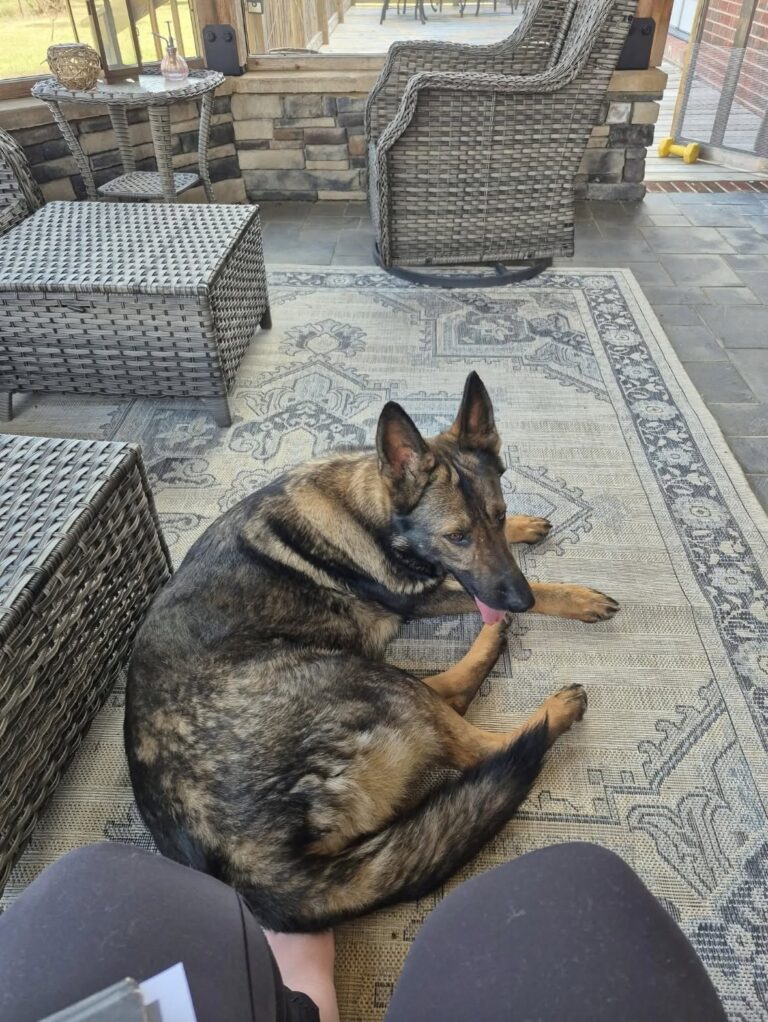 Una cagnolona compare senza collare in una fattoria: pochi giorni dopo ha già un nome Era ansiosa, diffidente e senza alcun riferimento. Dopo le ricerche tra gli annunci locali, quella presenza inattesa potrebbe diventare famiglia. È comparsa all’improvviso nella proprietà di una fattoria di campagna, senza collare e senza nessuno accanto. La cagnolona si mostrava molto ansiosa e prudente, ma allo stesso tempo sorprendentemente dolce. Chi vive nella fattoria ha subito pensato alla possibilità di un abbandono: anche i tre gatti di casa, infatti, erano arrivati lì dopo essere stati lasciati da qualcuno. Prima di considerarla davvero una nuova componente della famiglia, però, sono iniziate le verifiche. Sono stati controllati i gruppi Facebook locali e altri siti dedicati agli animali smarriti, nel tentativo di capire se qualcuno la stesse cercando. Finora, secondo il racconto, non è emerso nulla. Il passo successivo sarà il veterinario, per verificare la presenza di un microchip e controllare le sue condizioni di salute. L’età stimata è di circa tre anni. Per chi l’ha accolta si tratta di una situazione nuova: non aveva più avuto un cane da molti anni e non aveva mai dovuto gestire l’arrivo di un animale adulto sconosciuto. Eppure, nel giro di pochi giorni, quella grande cagnolona è già riuscita a farsi spazio. Ha anche ricevuto un nome: Fable. Per ora resta una presenza arrivata dal nulla, in attesa che la visita veterinaria chiarisca se abbia già una famiglia da qualche parte oppure se quella fattoria sarà davvero la sua nuova casa.
