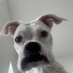 Daisy doveva essere solo un affido: otto anni dopo è ancora lì