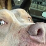 Un pocket bully attacca il suo cane, ma l’American bully non reagisce