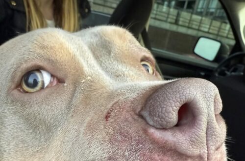 L’American bully di 10 mesi è rimasto sotto comando nonostante l’attacco. Sul muso sono rimaste due ferite da morso. La passeggiata con la moglie e la figlia di sei anni sembrava normale, fino a quando un pocket bully di quattro anni si è lanciato contro il loro American bully di appena dieci mesi. Secondo il racconto del proprietario, il cane aggressore era trattenuto con un guinzaglio estensibile e una pettorina improvvisata. In pochi istanti è riuscito a coprire più di due metri e ad arrivare fino all’altro animale. L’American bully, però, non avrebbe reagito all’attacco. Il proprietario racconta di essere rimasto particolarmente colpito dal fatto che il suo cane sia riuscito a restare sotto comando anche mentre veniva morso. La tensione è proseguita subito dopo. L’uomo sostiene che il proprietario del pocket bully si sia mostrato inizialmente poco disponibile a fornire i propri dati e che abbia dovuto insistere per ottenere uno scambio di informazioni. Nonostante l’accaduto, ha deciso di non presentare segnalazioni, spiegando di non voler penalizzare il cane. Ha però posto una condizione: vedere la prova dell’iscrizione del pocket bully a un percorso di addestramento, dopo aver appreso che non ne aveva mai seguito uno. L’episodio avrebbe potuto avere conseguenze più gravi, anche perché erano presenti una donna e una bambina. L’American bully è stato portato dal veterinario per le cure. Sul muso, sopra il naso, sono rimaste due ferite da morso e il proprietario ha riferito che avrebbe iniziato una terapia antibiotica.