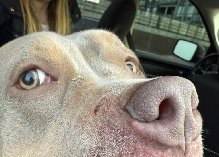 L’American bully di 10 mesi è rimasto sotto comando nonostante l’attacco. Sul muso sono rimaste due ferite da morso. La passeggiata con la moglie e la figlia di sei anni sembrava normale, fino a quando un pocket bully di quattro anni si è lanciato contro il loro American bully di appena dieci mesi. Secondo il racconto del proprietario, il cane aggressore era trattenuto con un guinzaglio estensibile e una pettorina improvvisata. In pochi istanti è riuscito a coprire più di due metri e ad arrivare fino all’altro animale. L’American bully, però, non avrebbe reagito all’attacco. Il proprietario racconta di essere rimasto particolarmente colpito dal fatto che il suo cane sia riuscito a restare sotto comando anche mentre veniva morso. La tensione è proseguita subito dopo. L’uomo sostiene che il proprietario del pocket bully si sia mostrato inizialmente poco disponibile a fornire i propri dati e che abbia dovuto insistere per ottenere uno scambio di informazioni. Nonostante l’accaduto, ha deciso di non presentare segnalazioni, spiegando di non voler penalizzare il cane. Ha però posto una condizione: vedere la prova dell’iscrizione del pocket bully a un percorso di addestramento, dopo aver appreso che non ne aveva mai seguito uno. L’episodio avrebbe potuto avere conseguenze più gravi, anche perché erano presenti una donna e una bambina. L’American bully è stato portato dal veterinario per le cure. Sul muso, sopra il naso, sono rimaste due ferite da morso e il proprietario ha riferito che avrebbe iniziato una terapia antibiotica.