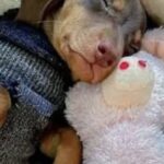 Charlie non lasciava mai quel vecchio pupazzo rosa: poi suo nuovo umano ha avuto un’idea