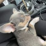 Tico era grande quanto una mano quando lo hanno trovato tremante sul bordo della strada