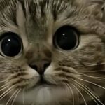 Sterilizza una gattina selvatica di 4 mesi, poi non riesce più a lasciarla andare