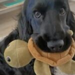 Nessuno voleva quel cane nero: stringeva sempre una tartaruga tra le zampe
