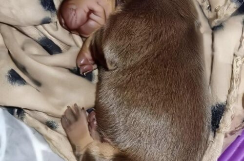 Aveva giurato di non prendere più un cane, poi nella notte ha sentito un pianto Otto mesi dopo la morte del suo compagno di 17 anni, un incontro inatteso ha cambiato una decisione che sembrava definitiva. Otto mesi prima aveva perso il cane cresciuto con lui, morto tra le sue braccia a 17 anni. Il dolore era stato così forte da spingerlo a prendere una decisione netta: non avrebbe più avuto un altro cane. Poi, durante una passeggiata serale con la compagna, ha sentito un rumore insolito. Sembrava il miagolio di un gatto. «Dai, saranno topolini», gli ha detto lei. Ma lui ha voluto controllare. Ha acceso la torcia del telefono e ha iniziato a cercare finché, poco distante, ha trovato alcuni cuccioli abbandonati. La situazione era già grave. Soltanto due erano ancora vivi e, nonostante il tentativo di salvarli, alla fine ne è sopravvissuto uno solo. Quella notte il piccolo è stato portato a casa e messo immediatamente al caldo. A quel punto, la promessa fatta dopo la morte del vecchio cane ha perso importanza. L’uomo ha deciso di occuparsi personalmente del cucciolo e di crescerlo, legando questa scelta al ricordo dell’animale che aveva condiviso con lui 17 anni di vita. Dopo otto mesi trascorsi senza voler più affrontare un nuovo legame, nella sua casa c’è quindi di nuovo un cane: l’unico sopravvissuto di quella cucciolata trovata per caso durante una passeggiata serale.