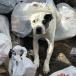 Un anziano pit bull viene trovato dentro un cassonetto, immobile tra i rifiuti