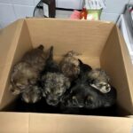 Avevano solo quattro settimane: trovati in una scatola mentre la pioggia cadeva a dirotto