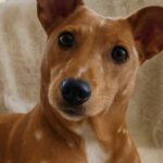 Sembrava un piccolo cerbiatto, ma Apricot era una cagnolina allo stremo