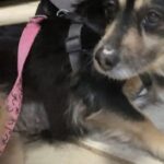Dopo aver perso la loro gatta, incontrano una cagnolina da PetSmart e cambia tutto