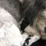 Il suo cane non la riconosce più: al pronto soccorso scoprono cosa c’era nel diffusore