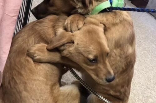 Spaventate e denutrite, le due cagnoline erano appena arrivate in rifugio. A colpire tutti è stato il gesto con cui una cercava di rassicurare l’altra.