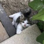 Non cercava un gatto, poi sentì un miagolio nel vicolo: Maple entrò nella sua vita quella sera