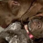 Porta a casa una cucciola trovata sulla strada: teme la reazione del suo cane, poi resta sorpreso