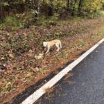 Lo avevano lasciato sul bordo della strada: lui continuava ad aspettare nello stesso punto