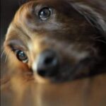 «Io lo so perché muoiono prima di noi»: la risposta di un bambino dopo l’addio al suo cane