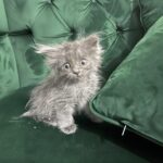 Il veterinario disse che le restavano pochi giorni: Luna invece ha iniziato a lottare