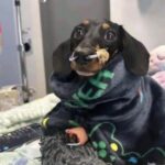 Era l’ultimo giorno del suo cane: lei gli tenne la testa tra le mani fino all’ultimo respiro