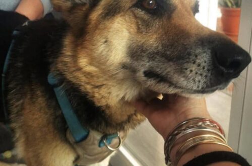 Laky ha 10 anni, un tumore e nessuno accanto: ora cerca solo una casa per il tempo che le resta Le cure veterinarie sono già garantite. Per Laky serve una famiglia disposta ad accompagnarla nell’ultima parte della sua vita. Laky ha 10 anni e oggi si trova ad affrontare due prove insieme: una grave malattia e l’abbandono. Le è stato diagnosticato un tumore con metastasi. Le sue giornate sono diventate così una successione di cure e stanchezza, proprio mentre la persona di cui si fidava ha scelto di non restarle accanto. Per lei non si cerca qualcuno disposto a sostenere spese mediche o veterinarie: tutti i costi sono già coperti. Quello che manca è una casa. L’appello è rivolto a chi possa offrirle una presenza tranquilla e affettuosa, evitando che Laky debba trascorrere in rifugio il tempo che le rimane. Non viene nascosta la realtà della sua condizione. Il tumore e le metastasi rendono questa adozione diversa dalle altre: chi deciderà di accoglierla dovrà sapere che il tempo insieme potrebbe essere limitato. Proprio per questo la richiesta è semplice e difficile allo stesso tempo. Un luogo dove riposare, qualcuno vicino durante le cure e una persona che possa accompagnarla fino alla fine. Laky ha già tutto ciò che riguarda l’assistenza veterinaria. Adesso manca soltanto una casa in cui non debba affrontare da sola gli ultimi momenti della sua vita.