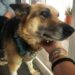 Laky ha 10 anni, un tumore e nessuno accanto: ora cerca solo una casa per il tempo che le resta Le cure veterinarie sono già garantite. Per Laky serve una famiglia disposta ad accompagnarla nell’ultima parte della sua vita. Laky ha 10 anni e oggi si trova ad affrontare due prove insieme: una grave malattia e l’abbandono. Le è stato diagnosticato un tumore con metastasi. Le sue giornate sono diventate così una successione di cure e stanchezza, proprio mentre la persona di cui si fidava ha scelto di non restarle accanto. Per lei non si cerca qualcuno disposto a sostenere spese mediche o veterinarie: tutti i costi sono già coperti. Quello che manca è una casa. L’appello è rivolto a chi possa offrirle una presenza tranquilla e affettuosa, evitando che Laky debba trascorrere in rifugio il tempo che le rimane. Non viene nascosta la realtà della sua condizione. Il tumore e le metastasi rendono questa adozione diversa dalle altre: chi deciderà di accoglierla dovrà sapere che il tempo insieme potrebbe essere limitato. Proprio per questo la richiesta è semplice e difficile allo stesso tempo. Un luogo dove riposare, qualcuno vicino durante le cure e una persona che possa accompagnarla fino alla fine. Laky ha già tutto ciò che riguarda l’assistenza veterinaria. Adesso manca soltanto una casa in cui non debba affrontare da sola gli ultimi momenti della sua vita.