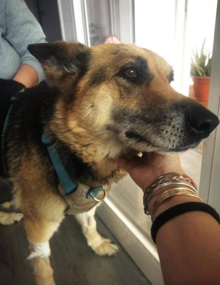Laky ha 10 anni, un tumore e nessuno accanto: ora cerca solo una casa per il tempo che le resta Le cure veterinarie sono già garantite. Per Laky serve una famiglia disposta ad accompagnarla nell’ultima parte della sua vita. Laky ha 10 anni e oggi si trova ad affrontare due prove insieme: una grave malattia e l’abbandono. Le è stato diagnosticato un tumore con metastasi. Le sue giornate sono diventate così una successione di cure e stanchezza, proprio mentre la persona di cui si fidava ha scelto di non restarle accanto. Per lei non si cerca qualcuno disposto a sostenere spese mediche o veterinarie: tutti i costi sono già coperti. Quello che manca è una casa. L’appello è rivolto a chi possa offrirle una presenza tranquilla e affettuosa, evitando che Laky debba trascorrere in rifugio il tempo che le rimane. Non viene nascosta la realtà della sua condizione. Il tumore e le metastasi rendono questa adozione diversa dalle altre: chi deciderà di accoglierla dovrà sapere che il tempo insieme potrebbe essere limitato. Proprio per questo la richiesta è semplice e difficile allo stesso tempo. Un luogo dove riposare, qualcuno vicino durante le cure e una persona che possa accompagnarla fino alla fine. Laky ha già tutto ciò che riguarda l’assistenza veterinaria. Adesso manca soltanto una casa in cui non debba affrontare da sola gli ultimi momenti della sua vita.
