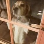 Una beagle graffia alla porta nel gelo: la targhetta rivela quanto lontano era arrivata