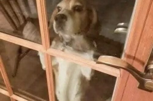 Una beagle graffia alla porta nel gelo: la targhetta rivela quanto lontano era arrivata Penny tremava dal freddo ed era scomparsa da giorni. Nessuno riesce a spiegare come abbia percorso 43 miglia fino a quella casa. Dopo cena, qualcuno ha iniziato a piagnucolare e graffiare la porta del patio. Fuori c’era una piccola beagle con un collare e una targhetta rossa. La temperatura era di circa 4 gradi, con una percepita di -12. La cagnolina tremava in modo incontrollabile e aveva persino del ghiaccio vicino alla bocca. La coppia decise subito di farla entrare. Sulla targhetta compariva il numero 1-800-PETLINK. Una telefonata bastò per risalire alla proprietaria e scoprire il nome della beagle: Penny. Ma ci fu anche un’altra sorpresa. La donna viveva a High Hill, nel Missouri, a 43 miglia di distanza. Penny era scomparsa dal giovedì precedente, intorno alle 13, e nessuno sa ancora come sia riuscita ad arrivare così lontano. In attesa della proprietaria, che lasciò subito il lavoro da infermiera per raggiungerla, Penny ricevette cibo, acqua e soprattutto calore. Dopo aver mangiato, venne avvolta in un asciugamano appena scaldato nell’asciugatrice. Poco dopo si addormentò in braccio, esausta. A casa la aspettavano anche due gemelli di tre anni e Daisy, l’altra cagnolina della famiglia, che durante l’assenza di Penny aveva smesso di mangiare. Quando Penny è tornata a casa, anche Daisy ha ripreso ad alimentarsi.
