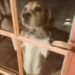 Una beagle graffia alla porta nel gelo: la targhetta rivela quanto lontano era arrivata Penny tremava dal freddo ed era scomparsa da giorni. Nessuno riesce a spiegare come abbia percorso 43 miglia fino a quella casa. Dopo cena, qualcuno ha iniziato a piagnucolare e graffiare la porta del patio. Fuori c’era una piccola beagle con un collare e una targhetta rossa. La temperatura era di circa 4 gradi, con una percepita di -12. La cagnolina tremava in modo incontrollabile e aveva persino del ghiaccio vicino alla bocca. La coppia decise subito di farla entrare. Sulla targhetta compariva il numero 1-800-PETLINK. Una telefonata bastò per risalire alla proprietaria e scoprire il nome della beagle: Penny. Ma ci fu anche un’altra sorpresa. La donna viveva a High Hill, nel Missouri, a 43 miglia di distanza. Penny era scomparsa dal giovedì precedente, intorno alle 13, e nessuno sa ancora come sia riuscita ad arrivare così lontano. In attesa della proprietaria, che lasciò subito il lavoro da infermiera per raggiungerla, Penny ricevette cibo, acqua e soprattutto calore. Dopo aver mangiato, venne avvolta in un asciugamano appena scaldato nell’asciugatrice. Poco dopo si addormentò in braccio, esausta. A casa la aspettavano anche due gemelli di tre anni e Daisy, l’altra cagnolina della famiglia, che durante l’assenza di Penny aveva smesso di mangiare. Quando Penny è tornata a casa, anche Daisy ha ripreso ad alimentarsi.
