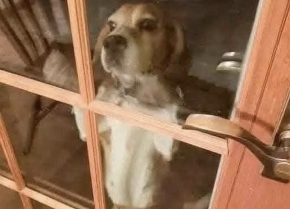 Una beagle graffia alla porta nel gelo: la targhetta rivela quanto lontano era arrivata Penny tremava dal freddo ed era scomparsa da giorni. Nessuno riesce a spiegare come abbia percorso 43 miglia fino a quella casa. Dopo cena, qualcuno ha iniziato a piagnucolare e graffiare la porta del patio. Fuori c’era una piccola beagle con un collare e una targhetta rossa. La temperatura era di circa 4 gradi, con una percepita di -12. La cagnolina tremava in modo incontrollabile e aveva persino del ghiaccio vicino alla bocca. La coppia decise subito di farla entrare. Sulla targhetta compariva il numero 1-800-PETLINK. Una telefonata bastò per risalire alla proprietaria e scoprire il nome della beagle: Penny. Ma ci fu anche un’altra sorpresa. La donna viveva a High Hill, nel Missouri, a 43 miglia di distanza. Penny era scomparsa dal giovedì precedente, intorno alle 13, e nessuno sa ancora come sia riuscita ad arrivare così lontano. In attesa della proprietaria, che lasciò subito il lavoro da infermiera per raggiungerla, Penny ricevette cibo, acqua e soprattutto calore. Dopo aver mangiato, venne avvolta in un asciugamano appena scaldato nell’asciugatrice. Poco dopo si addormentò in braccio, esausta. A casa la aspettavano anche due gemelli di tre anni e Daisy, l’altra cagnolina della famiglia, che durante l’assenza di Penny aveva smesso di mangiare. Quando Penny è tornata a casa, anche Daisy ha ripreso ad alimentarsi.