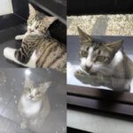 Il gatto tornava ogni mattina alla finestra: un giorno ha trovato la porta aperta