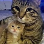 Bruce non si fidava più di nessuno: poi sentì piangere una minuscola gattina
