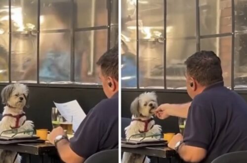 Un uomo pranza con il suo cagnolino, gli parla sottovoce e gli porge piccoli bocconi. Una donna osserva la scena da un tavolo vicino. Il cagnolino era seduto di fronte all’uomo, tranquillo, mentre lui gli parlava piano. A pochi tavoli di distanza, una cliente aveva notato quella coppia e si era fermata a osservarla. Intorno continuavano le conversazioni e il rumore delle posate. Non era soltanto la presenza del cane al ristorante ad aver attirato la sua attenzione. Nel racconto della donna, a distinguere quel pranzo erano soprattutto i gesti dell’uomo: il tono basso della voce, i movimenti lenti, il modo in cui si rivolgeva all’animale seduto davanti a sé. Dal proprio piatto prendeva piccoli bocconi e glieli porgeva. Il cane restava composto e lo guardava. La cliente descrive uno scambio fatto di parole pronunciate piano e di pause, senza che l’uomo prendesse il telefono o spostasse altrove la propria attenzione. L’osservazione durò qualche minuto. La donna racconta di non essere stata notata e di aver seguito la scena dal suo posto, senza interrompere il pranzo dei due. Non riferisce una conversazione con il proprietario, né riporta le parole che lui rivolgeva al cagnolino. Di quella coppia, dunque, il racconto conserva soltanto un breve momento al tavolo. È sufficiente a spiegare che cosa abbia colpito la testimone: l’attenzione riservata all’animale durante il pasto. Mentre lei li osservava, il cane rimaneva seduto di fronte all’uomo, che gli parlava sottovoce e gli offriva piccoli bocconi.