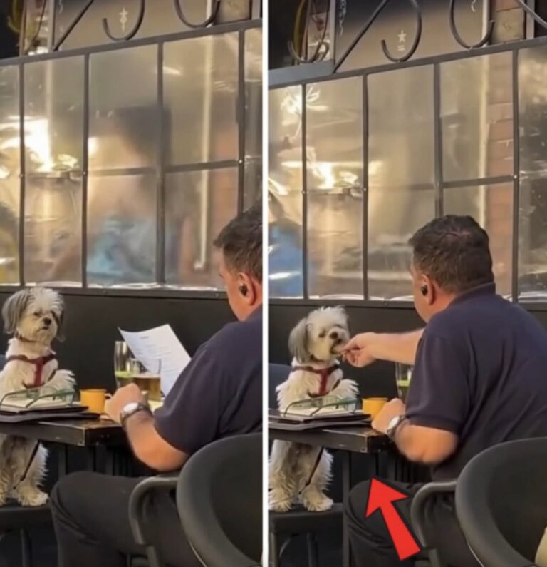Un uomo pranza con il suo cagnolino, gli parla sottovoce e gli porge piccoli bocconi. Una donna osserva la scena da un tavolo vicino. Il cagnolino era seduto di fronte all’uomo, tranquillo, mentre lui gli parlava piano. A pochi tavoli di distanza, una cliente aveva notato quella coppia e si era fermata a osservarla. Intorno continuavano le conversazioni e il rumore delle posate. Non era soltanto la presenza del cane al ristorante ad aver attirato la sua attenzione. Nel racconto della donna, a distinguere quel pranzo erano soprattutto i gesti dell’uomo: il tono basso della voce, i movimenti lenti, il modo in cui si rivolgeva all’animale seduto davanti a sé. Dal proprio piatto prendeva piccoli bocconi e glieli porgeva. Il cane restava composto e lo guardava. La cliente descrive uno scambio fatto di parole pronunciate piano e di pause, senza che l’uomo prendesse il telefono o spostasse altrove la propria attenzione. L’osservazione durò qualche minuto. La donna racconta di non essere stata notata e di aver seguito la scena dal suo posto, senza interrompere il pranzo dei due. Non riferisce una conversazione con il proprietario, né riporta le parole che lui rivolgeva al cagnolino. Di quella coppia, dunque, il racconto conserva soltanto un breve momento al tavolo. È sufficiente a spiegare che cosa abbia colpito la testimone: l’attenzione riservata all’animale durante il pasto. Mentre lei li osservava, il cane rimaneva seduto di fronte all’uomo, che gli parlava sottovoce e gli offriva piccoli bocconi.