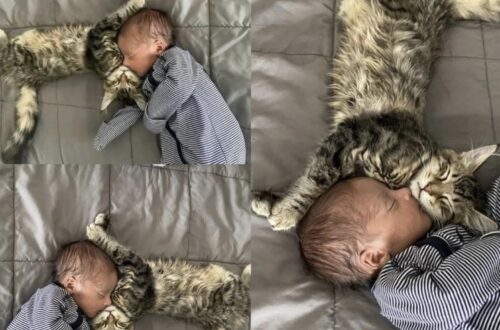 All’inizio si avvicinava alla culla con cautela. Un giorno la madre ha trovato il gatto e il bambino addormentati fianco a fianco. Quando il bambino è arrivato a casa, sua madre non sapeva come avrebbe reagito il gatto. Pensava che potesse tenersi a distanza o mostrarsi infastidito dalla nuova presenza. Nei primi giorni, invece, ha cominciato a notare piccoli gesti. Il gatto si avvicinava alla culla per annusarla. Durante le poppate restava nei paraggi, a volte sotto il letto, senza interrompere quei momenti. La madre lo vedeva comparire e poi fermarsi a osservare. Era curioso, ma si muoveva con cautela. Un giorno, entrando nella stanza, li ha trovati addormentati uno accanto all’altro. La zampa del gatto era posata sulla fronte del bambino; la piccola mano stringeva il suo pelo. La madre è rimasta ferma a guardarli, senza svegliarli. Da allora racconta di averli visti spesso riposare vicini. Ha notato anche che il gatto si alza quando il bambino piange e si avvicina quando lo sente ridere. Quando il piccolo si addormenta, torna ad accoccolarsi accanto a lui. È una vicinanza cresciuta attraverso gesti quotidiani, diversa dalla reazione che la madre aveva immaginato. L’ultima scena che descrive è sempre semplice: il bambino dorme e il gatto sceglie di sistemarsi al suo fianco.